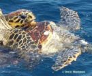 Tortues